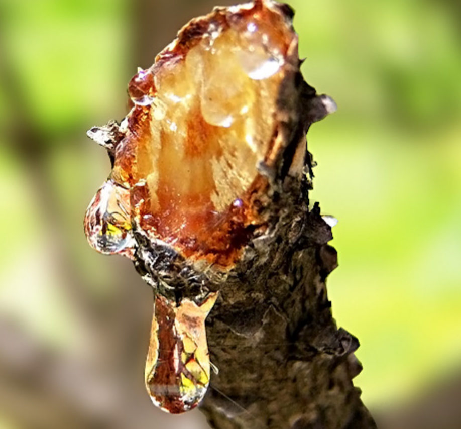 Смола (копал, каури). Живица кедровая. Лечебные свойства смолы. Лечебные свойства сосны. Живица сосновая.